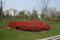 south_campus_2_spring_2020_greenery_01