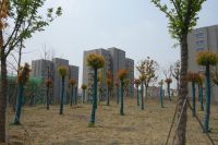south_campus_2_spring_2020_greenery_03