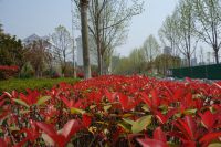 south_campus_2_spring_2020_greenery_06