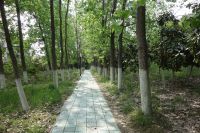 south_campus_2_spring_2020_greenery_19