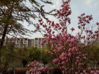 south_campus_2_spring_flowers_1