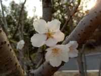 south_campus_2_spring_flowers_3