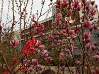 south_campus_2_spring_flowers_6